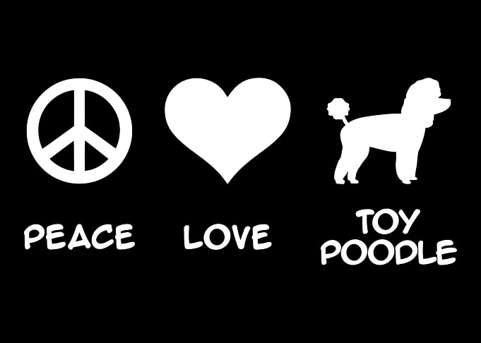 Toy Poodle