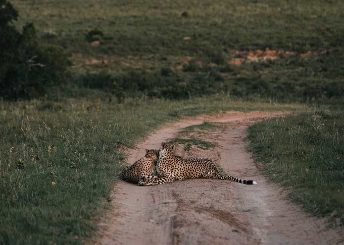 two cheetah road