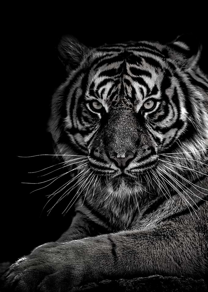 Lying Tiger Head Poster