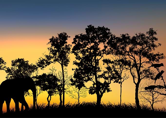 Silhouette Landscapes