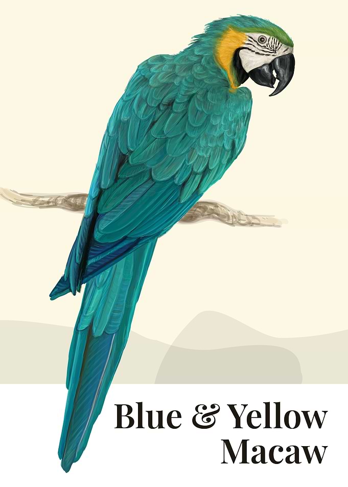 Blue and Yellow Macaw