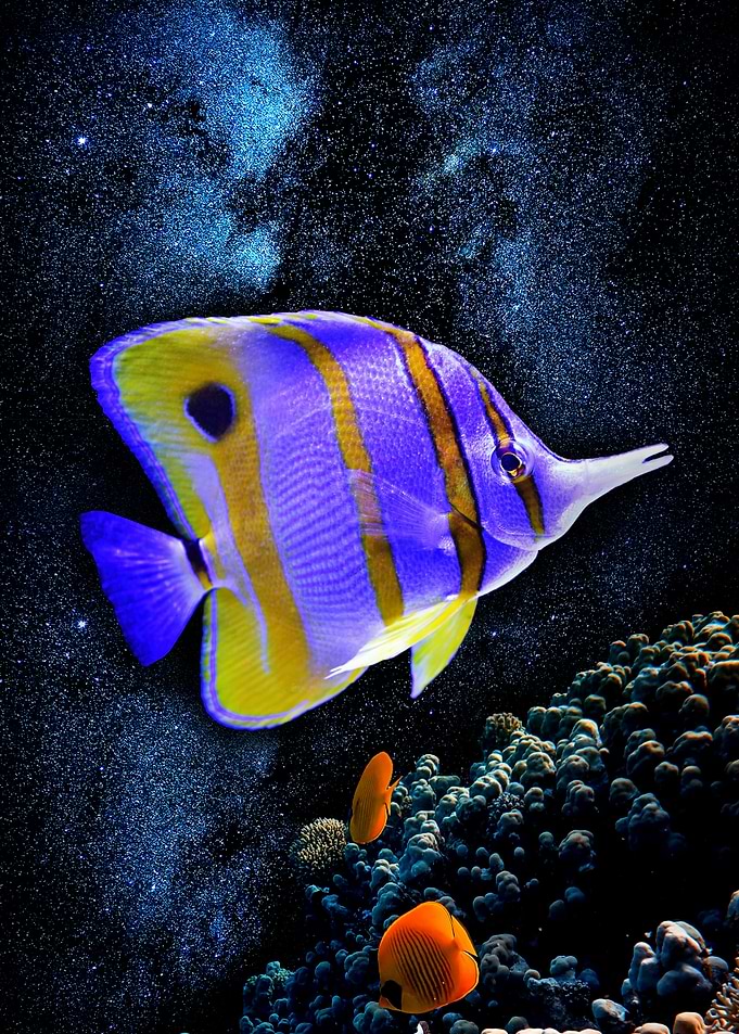 Amazing Violet Fish