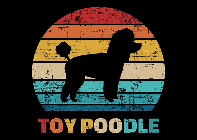 Toy Poodle