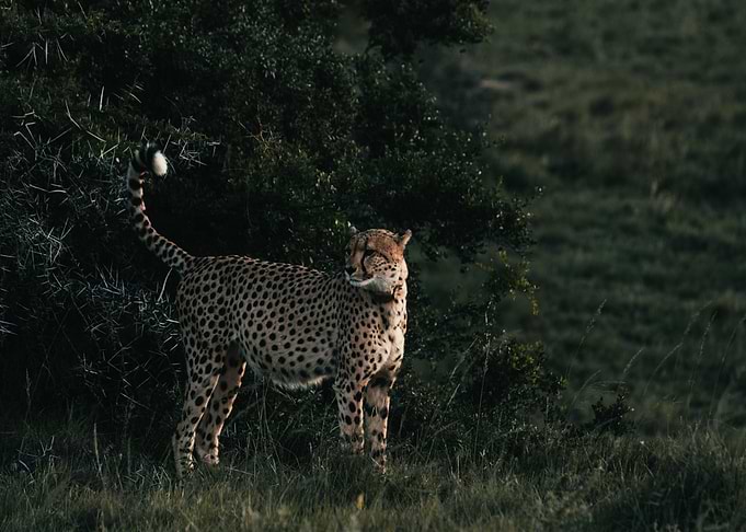blue night cheetah
