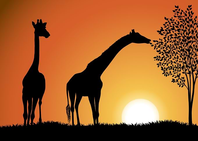 Silhouette Landscapes