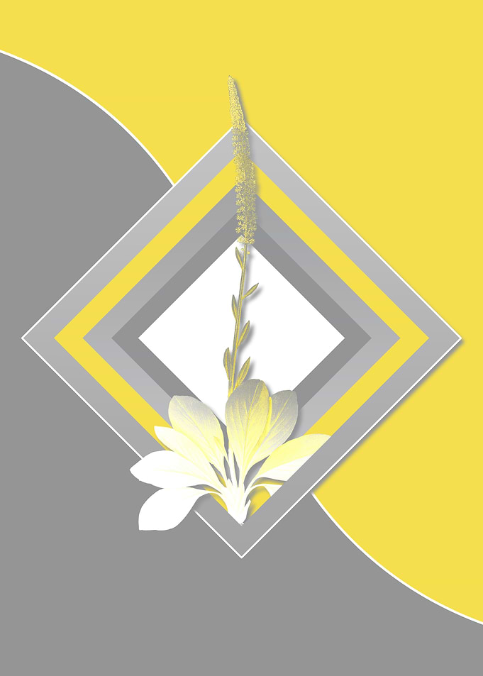 Gray and Yellow Star Flora