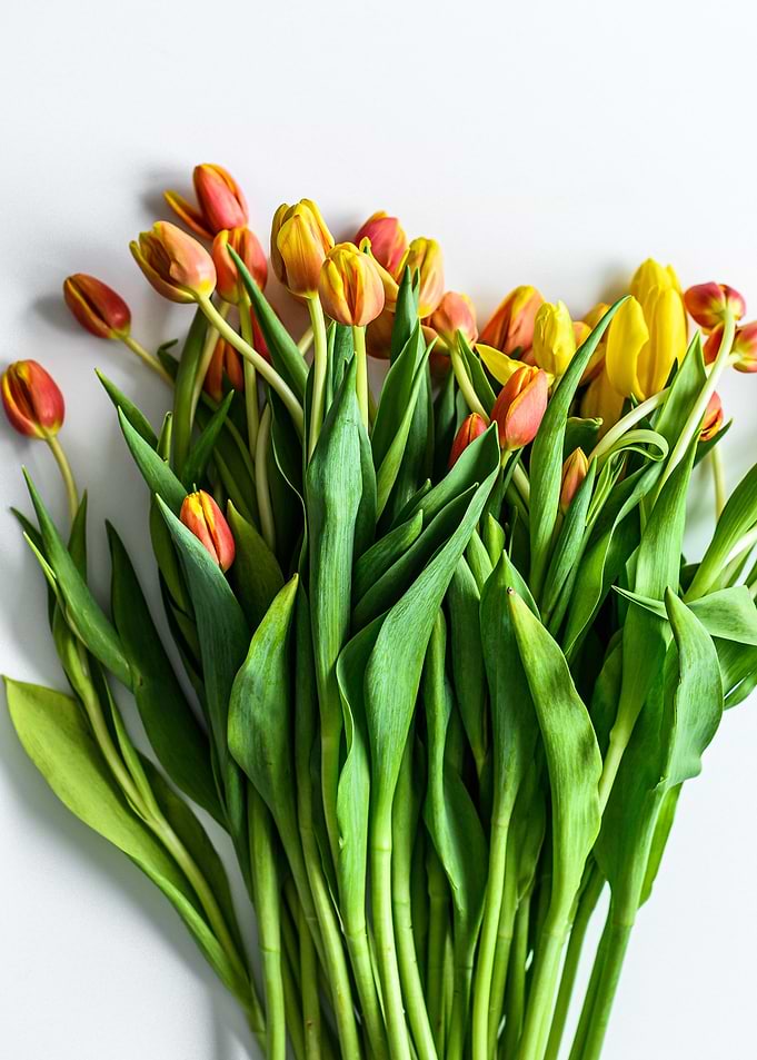 orange yellow red tulips