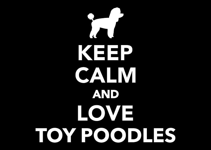 Toy Poodle