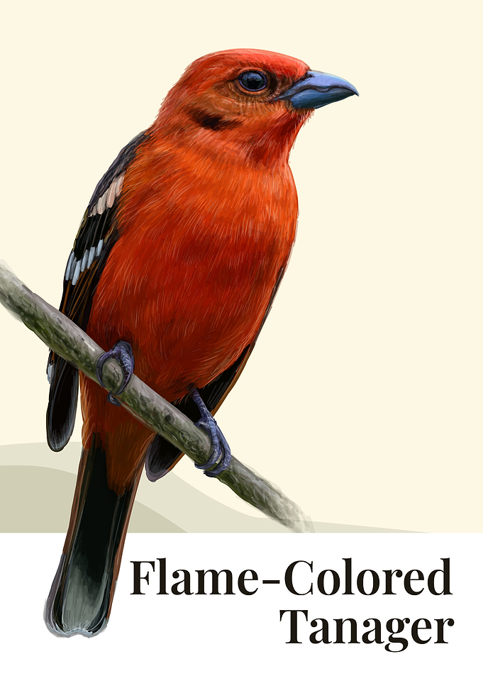 Flame Colored Tanager Bird