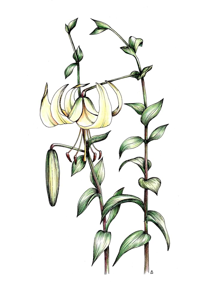 Botanical illustration of