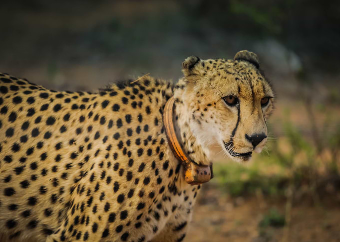 black orange cheetah