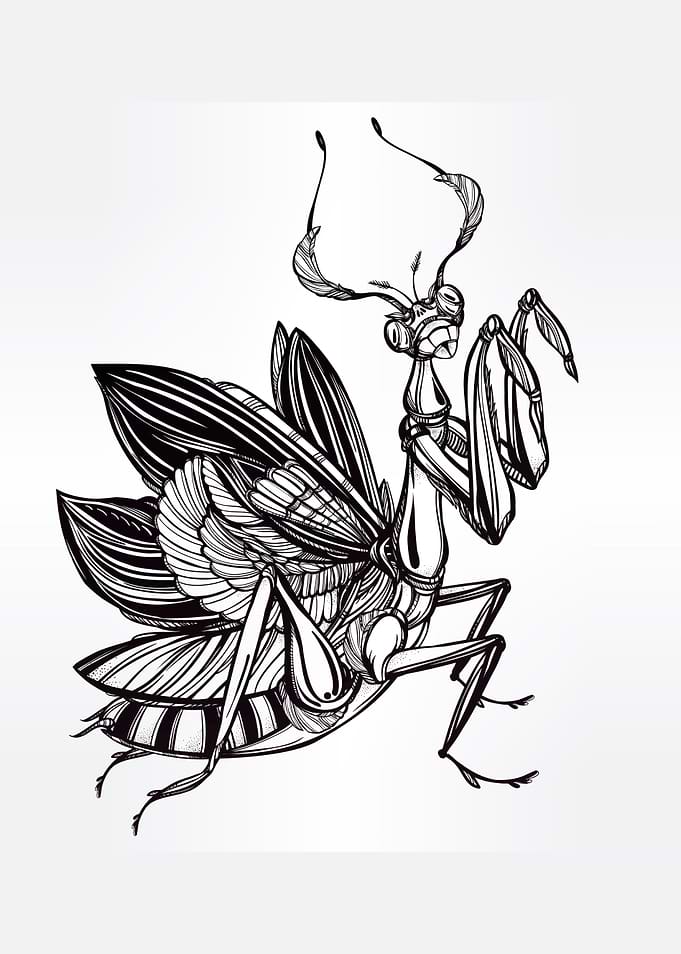 Praying Mantis