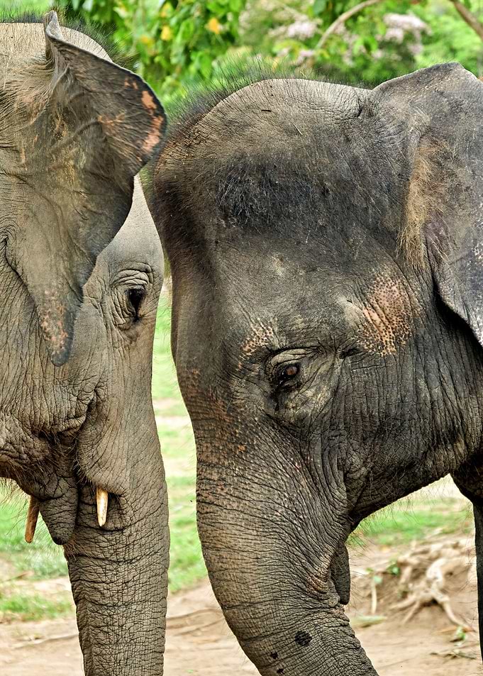 Two Elephants