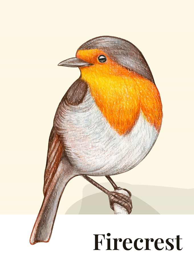 Firecrest Bird