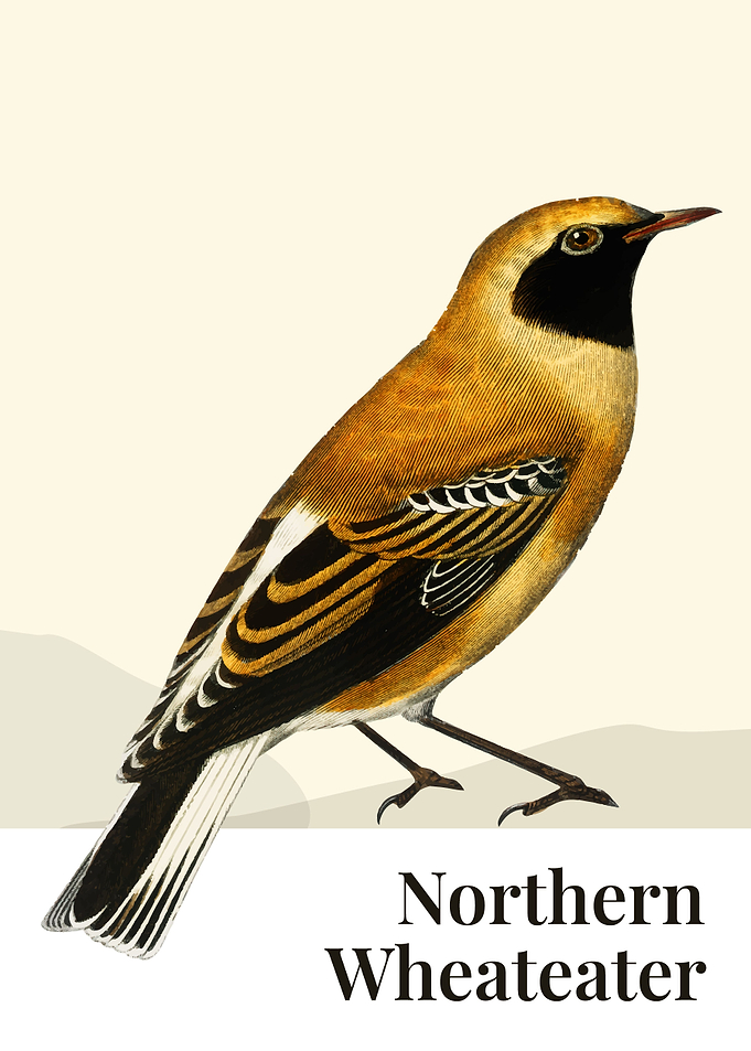 Northern Wheateater Bird