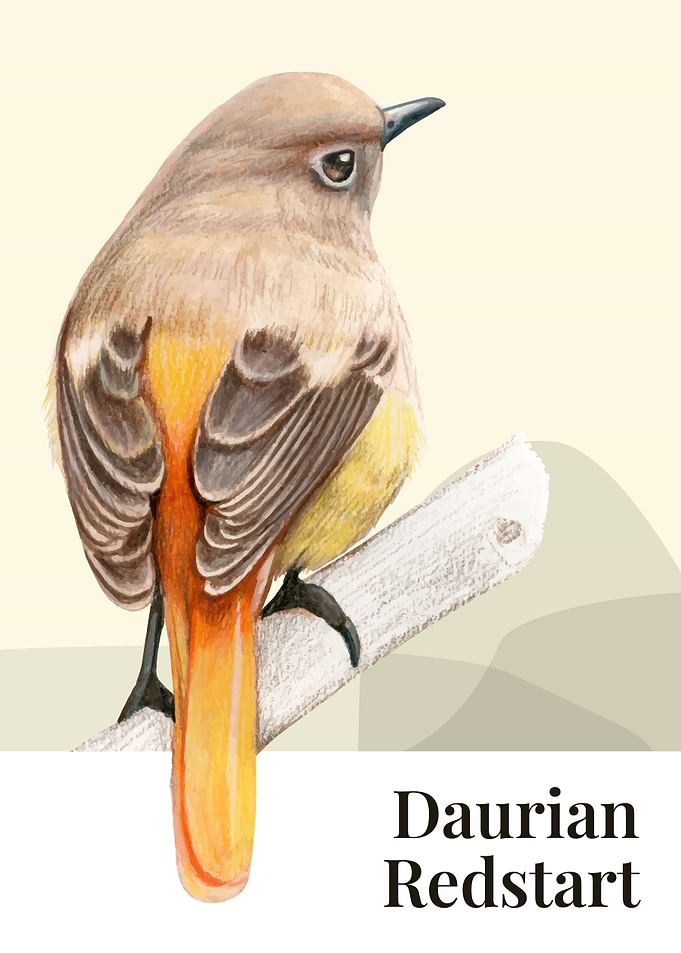 Daurian Redstart Brid