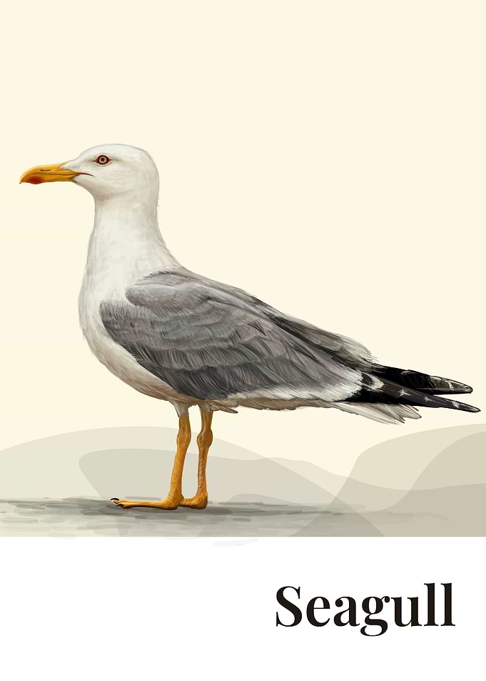Seagull Bird