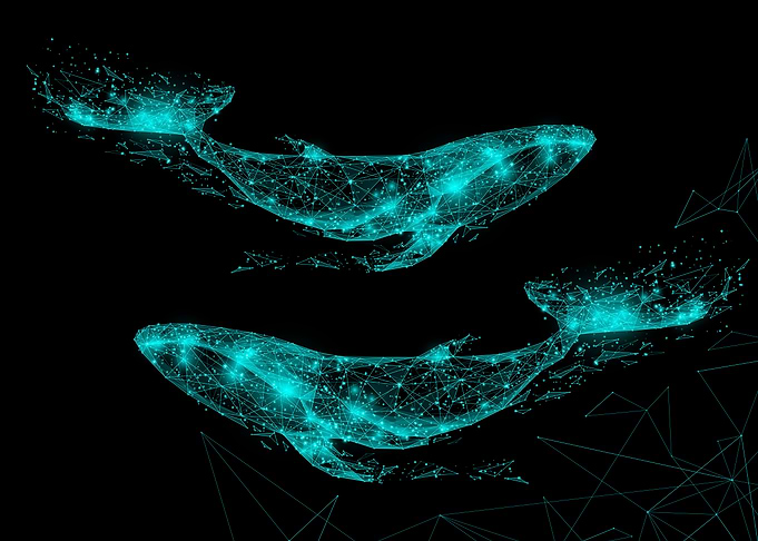 Blue whale