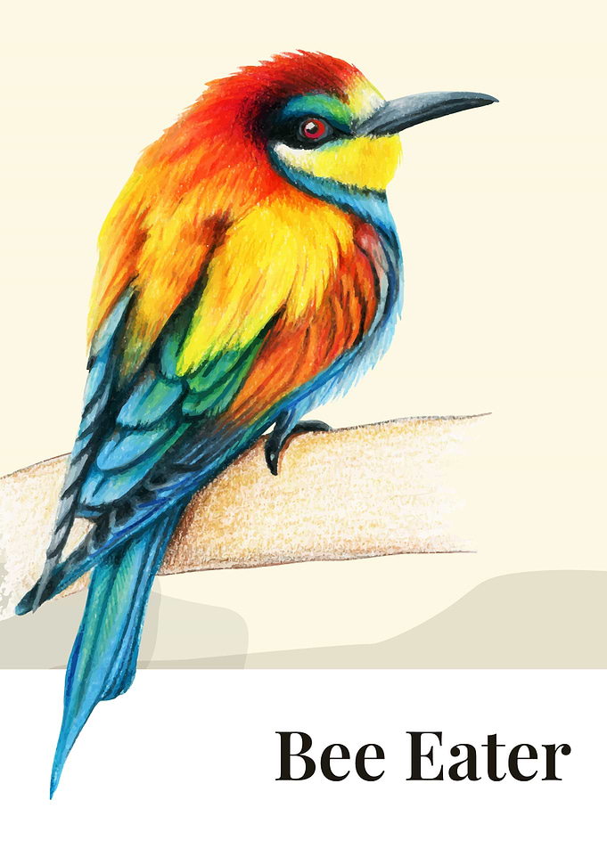 Bee Eater Bird