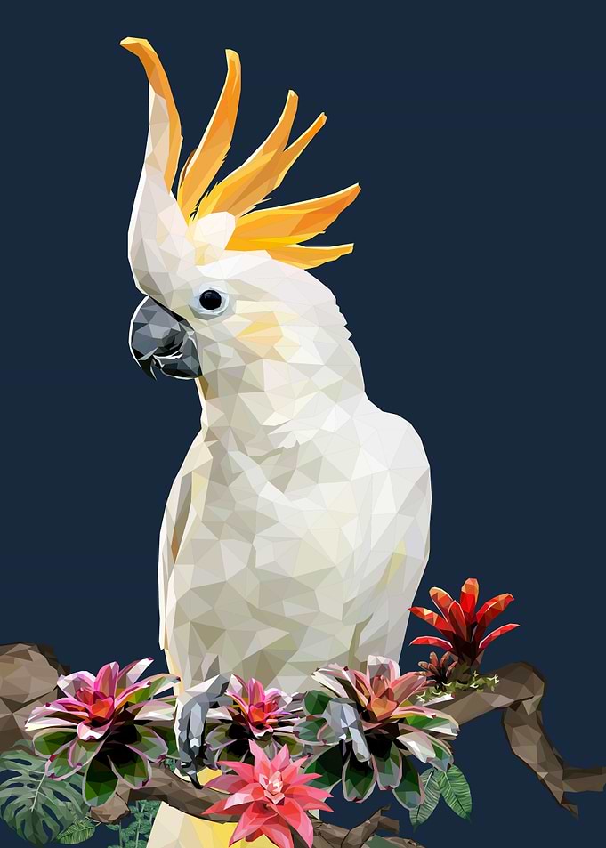 Cockatoo bird