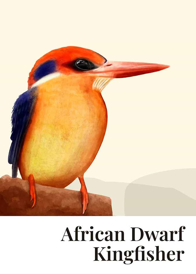 African Dwarf Kingfisher