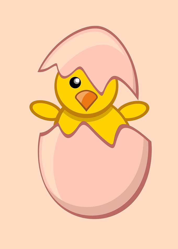 Newly hatched chicken eggs