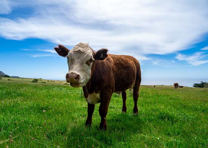 Happy Cow