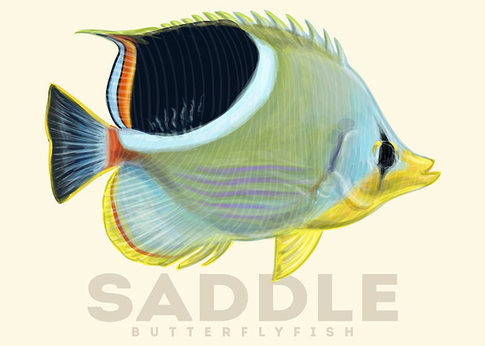 Saddle Butterfly Fish