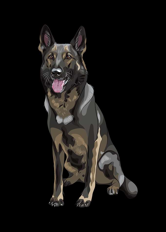 German Shepherd
