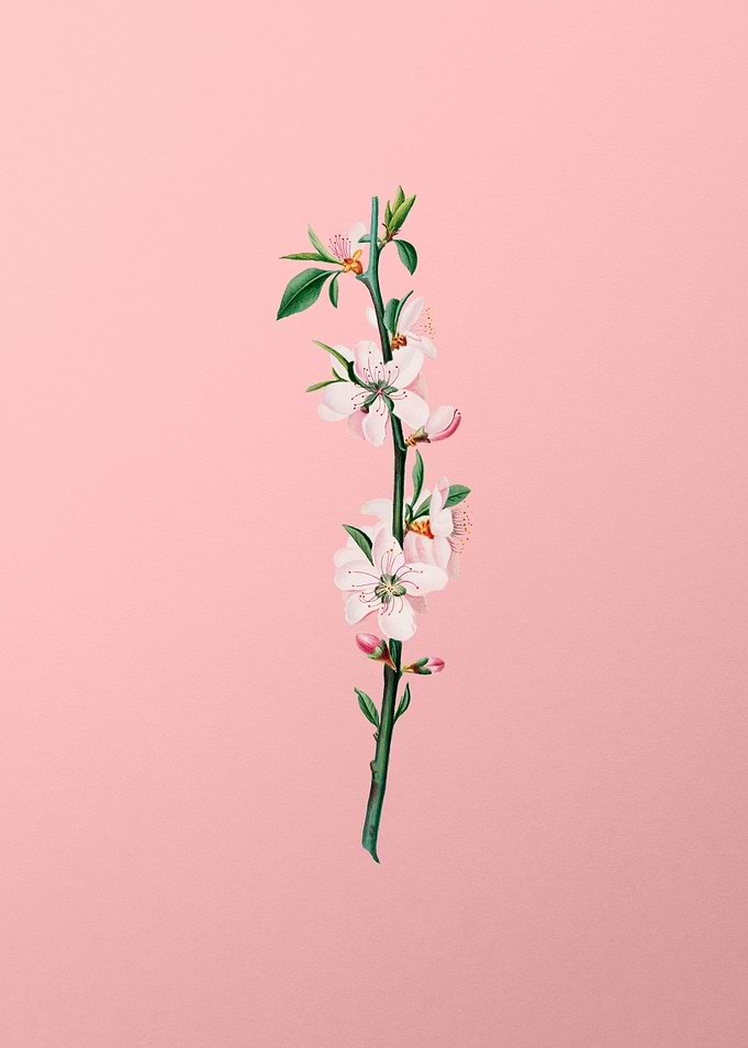 Vintage Peach Blossom Art