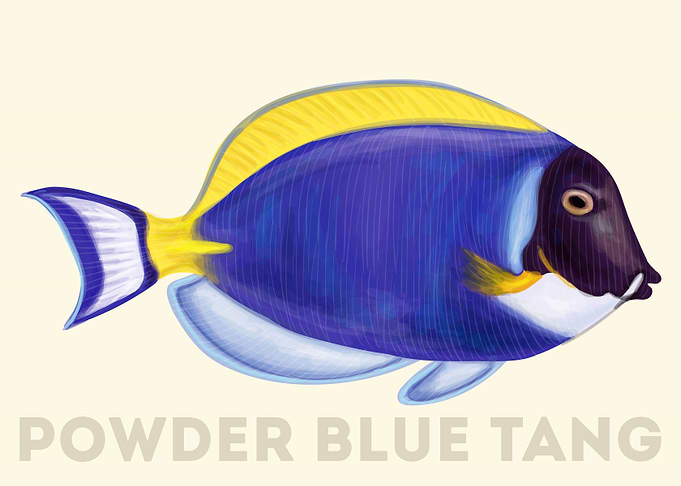 Powder Blue Tang Fish