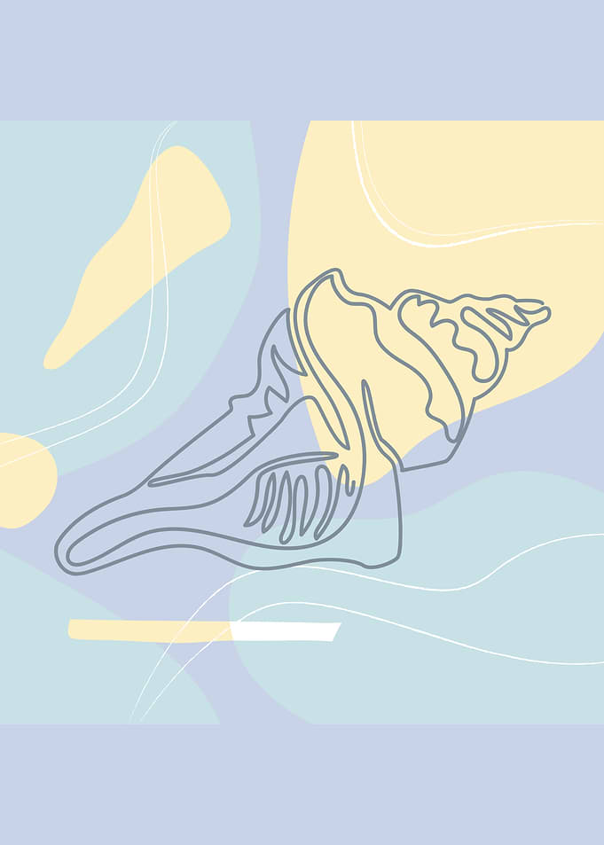 LARGE SHELL