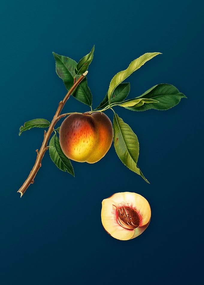Vintage Peach Fruit Poster