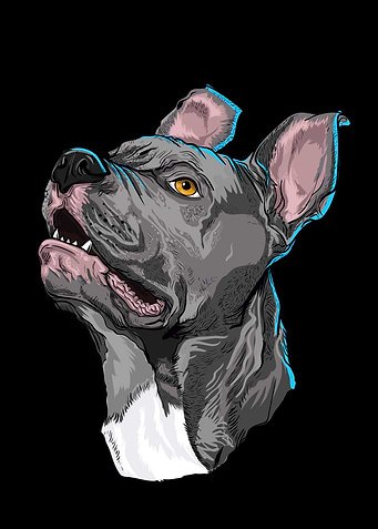 Pit bull