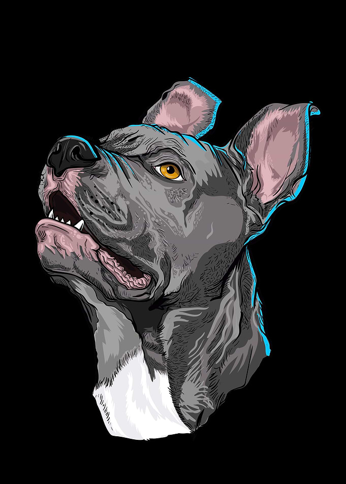 Pit bull