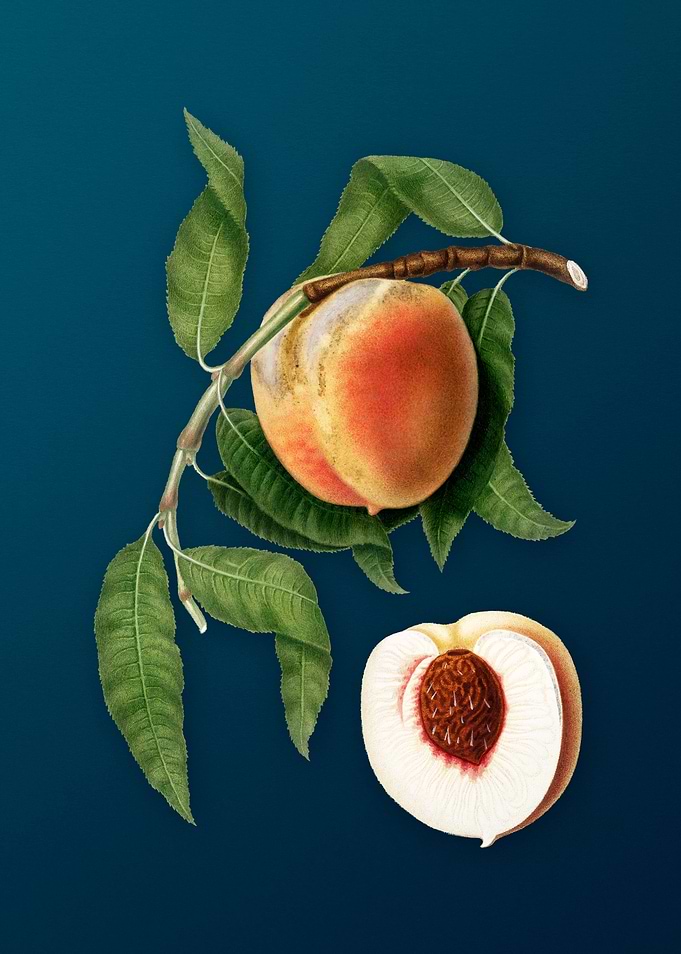 Vintage Peach Fruit Poster