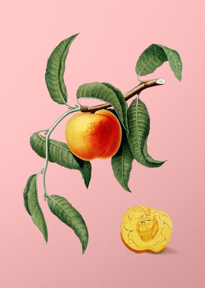 Vintage Peach Fruit Poster