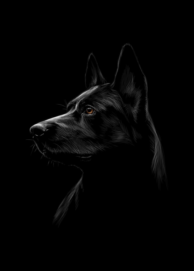 German Shepherd