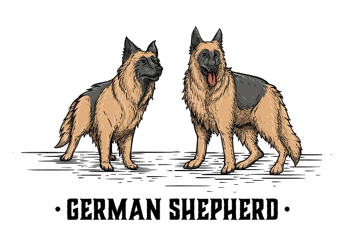 German Shepherd