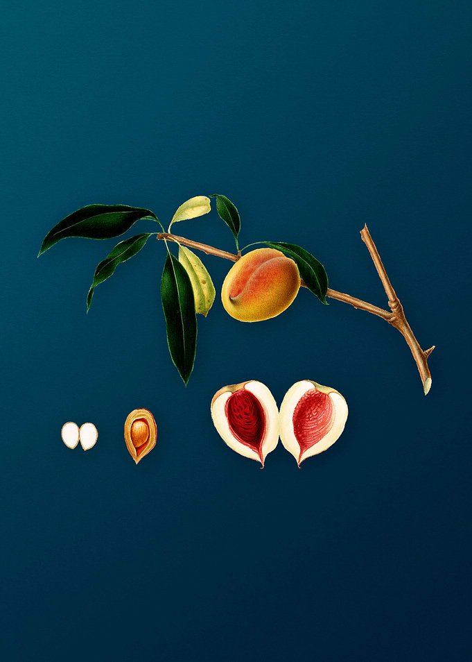 Vintage Peach Fruit Poster