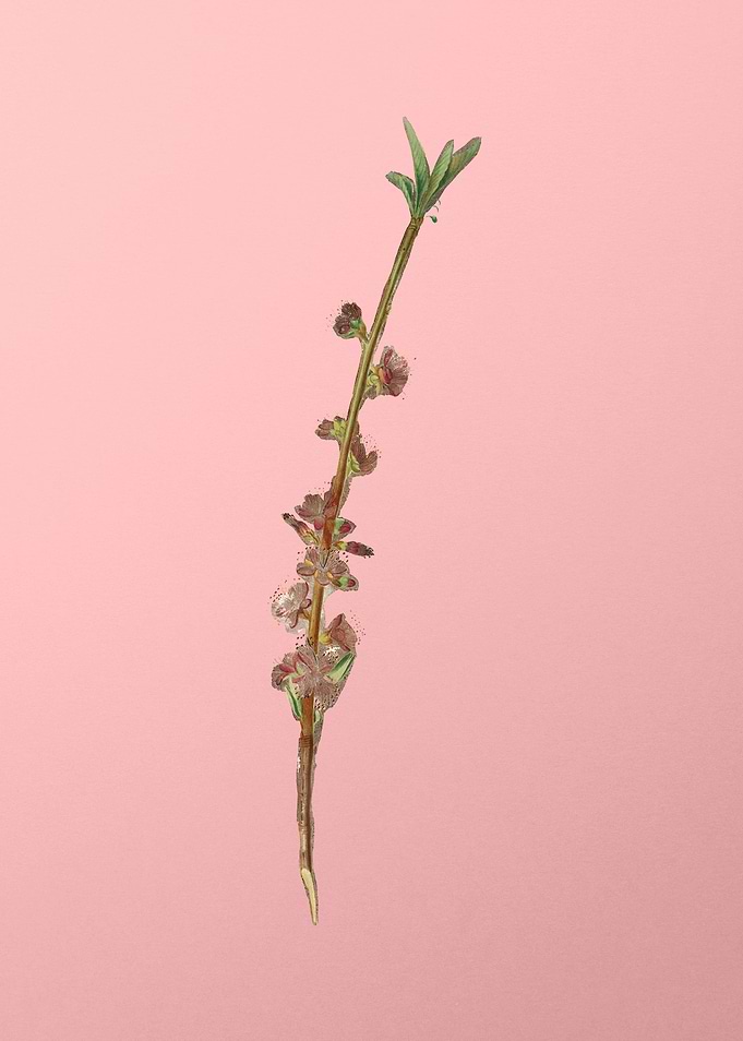 Vintage Peach Blossom Art