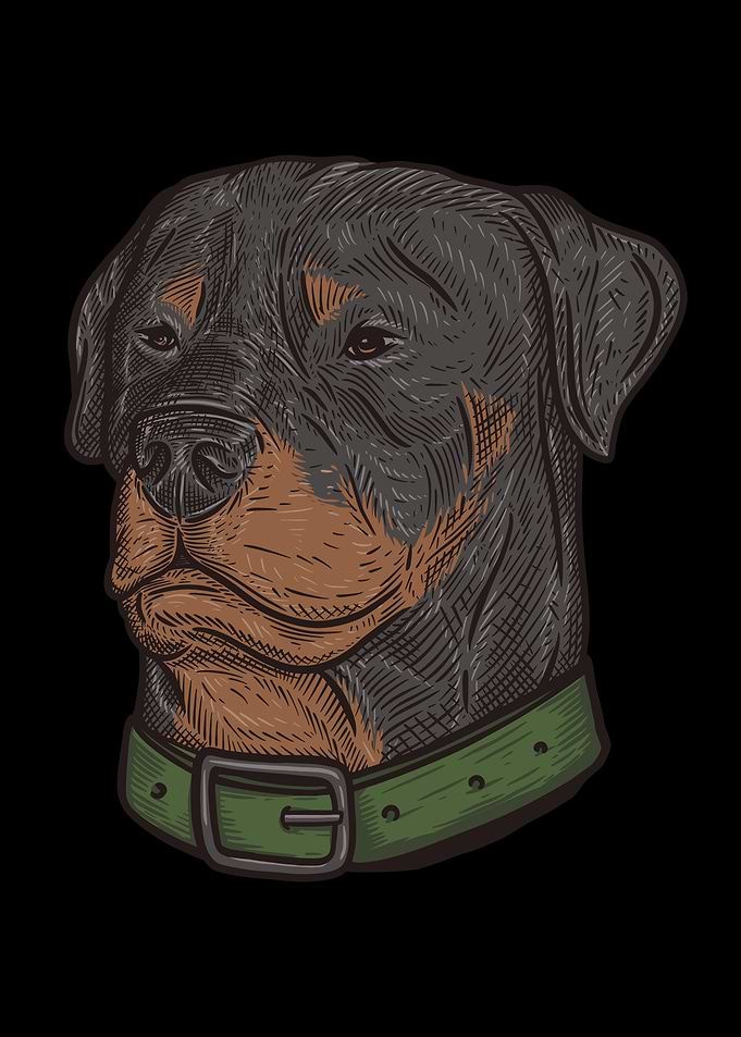 Pit bull