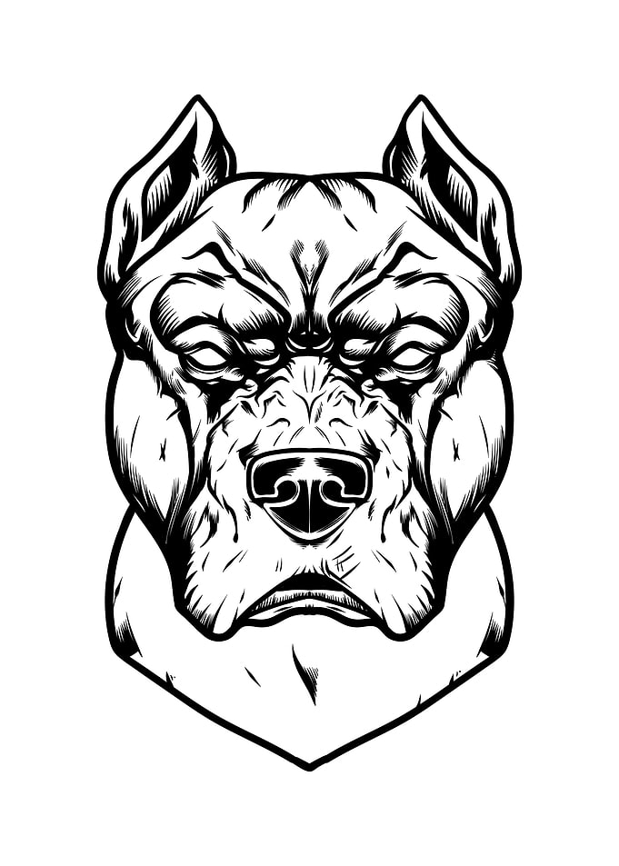 Pit bull