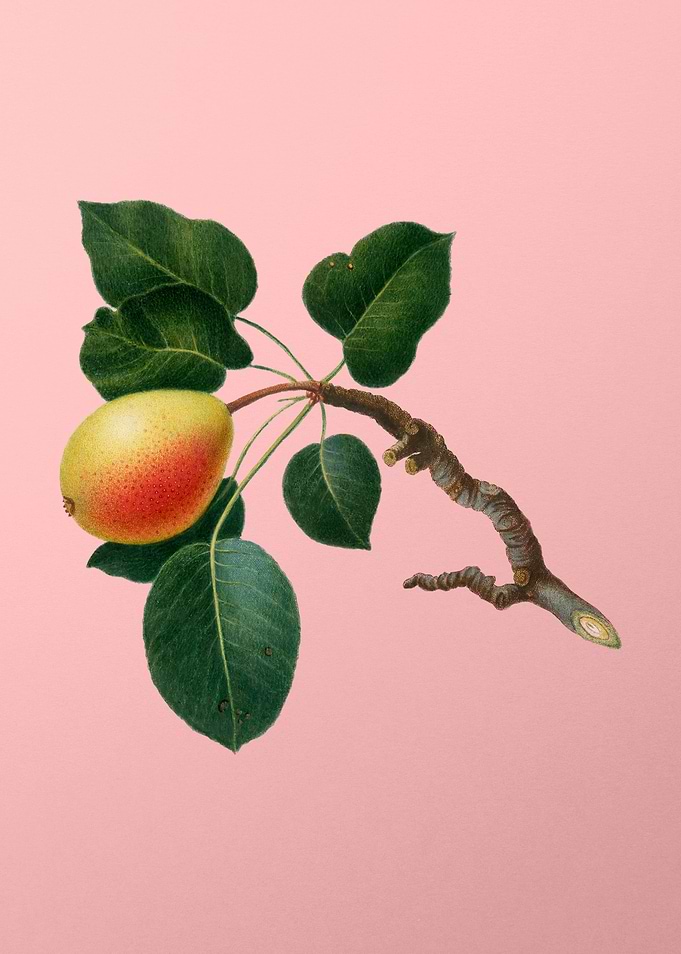 Vintage Pear Fruit Poster