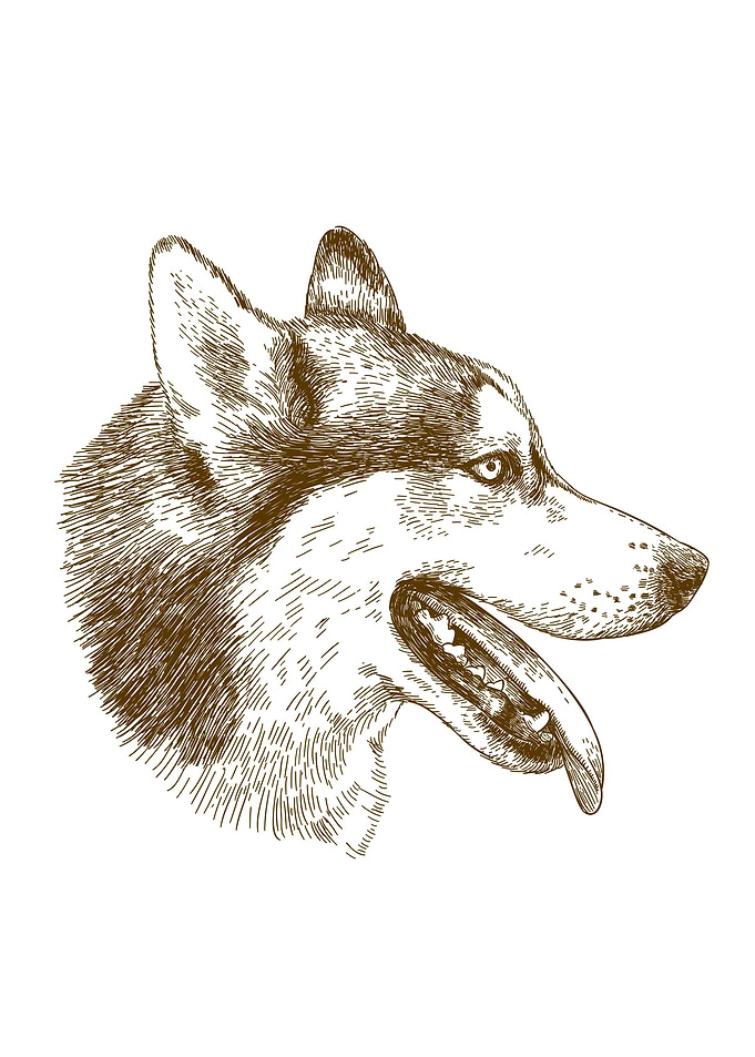 Husky