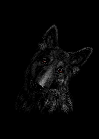 German Shepherd