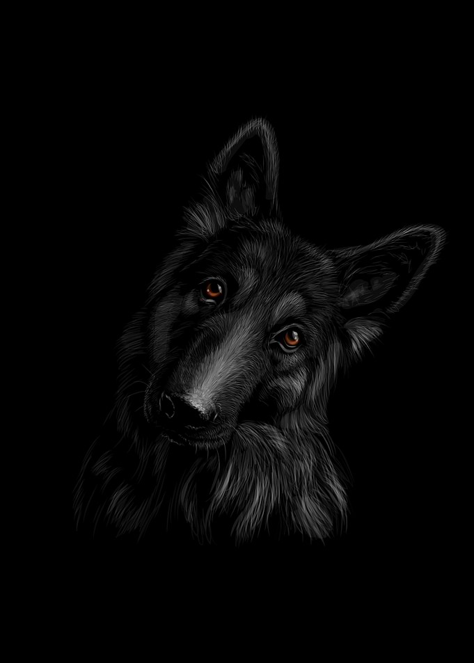German Shepherd