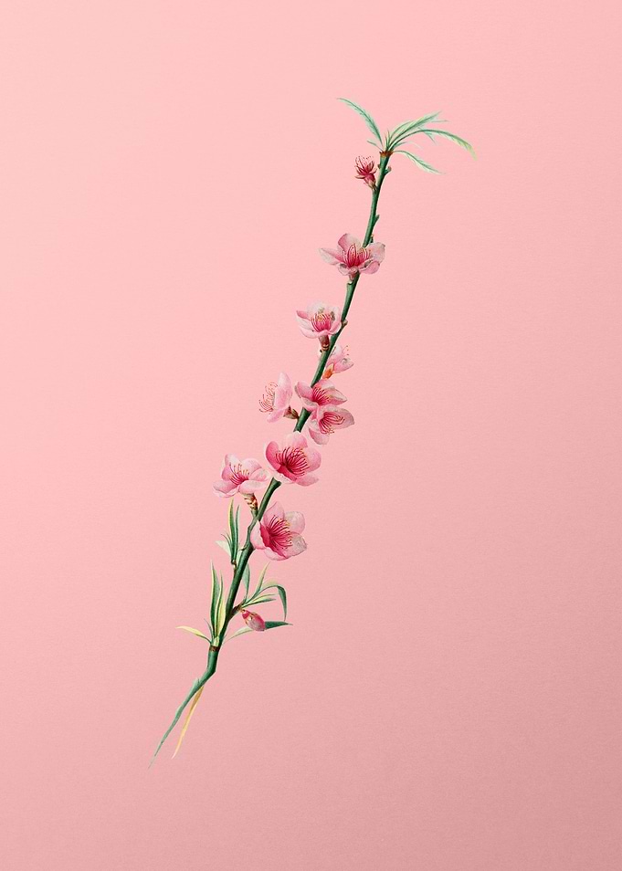 Vintage Peach Blossom Art