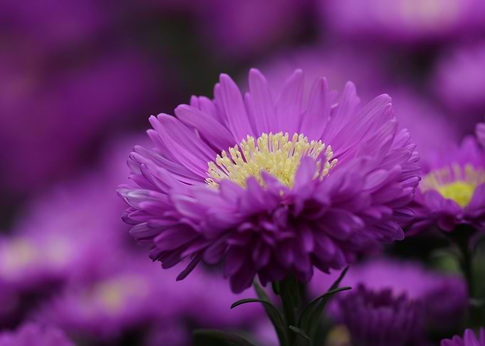 Aster Flower