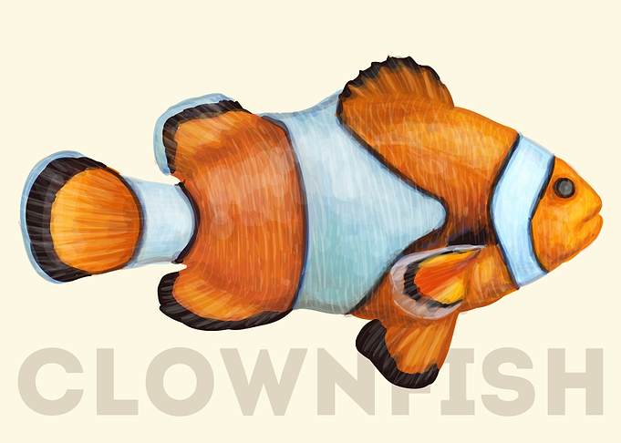 ClownFish